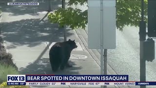 WATCH: Bear spotted in downtown Issaquah, Washington