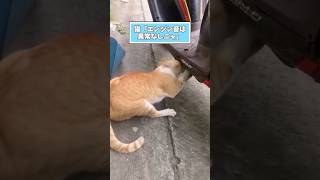 ネコさんの動画見て笑ったら寝ろwwwwww