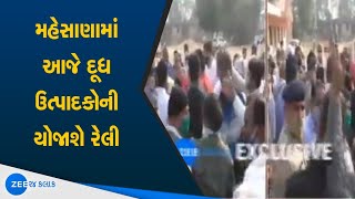 મહેસાણામાં આજે દૂધ ઉત્પાદકોની યોજાશે રેલી | A rally of milk producers will be held in Mehsana today