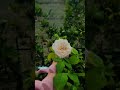 flowers for you ytshorts shortsfeed viral love heartfeltlove feelings edit ytshorts