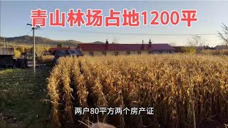 【林区温暖】黑龙江东方红青山林场靠边占地2亩，房子80平方，地方够宽敞