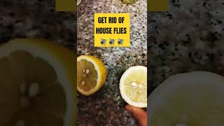 House Flies? Do this to get rid of them #Homeremedy #HouseFlies #LemonHack #babysleep #babycolic