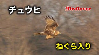 チュウヒのねぐら入り