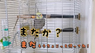 【４歳誕生日の朝】外に出たくて「まだか？」を連発するオカメインコこはく