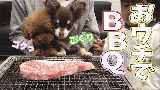 お肉大好き犬☆トイプードルとチワワの子犬！おウチでBBQにみんな大喜び！