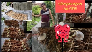 Husband's mushroom farming failed। Husband ବହୁତ ମନ କରି ଛତୁଚାଷ କରିଥିଲେ କିନ୍ତୁ  fail ମାରିଲା😔😟😣