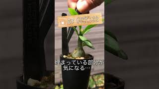 【今日の塊根】パキポディウムサキュレンタム Pachypodium succulentum【実生記録67】