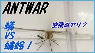 蟻戦争＃161トゲオオハリアリVSトンボ～空飛ぶアリ～編～ant vs dragonfly～