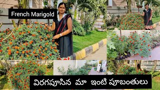 How to grow French Marigold Plants | Marigold Flowers | కారపు బంతి మొక్కలు | Telugu Home Gardener |