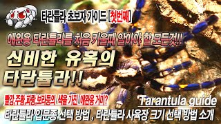 타란튤라 초보자가이드 첫번째 [타란튤라 입문종 선택방법\u0026 타란튤라 사육장 크기 선택방법]