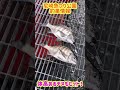 エビ撒き釣り連日好調♪fishing max武庫川店