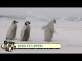 why penguins swim instead of fly the evolution of their flippers