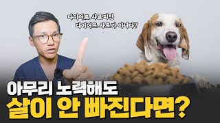 비만한 강아지 체중감량 방법