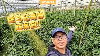 每天吃的蔬菜🥬🌶️🌽🥑竟然从这里来的! 菜农真的不简单! 榴莲树可以在金马仑高原种植吗? | Vlog472 @ywheng8432