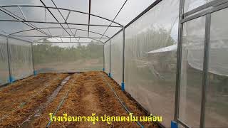 โรงเรือนกางมุ้ง ปลูกแตงโม เมล่อน