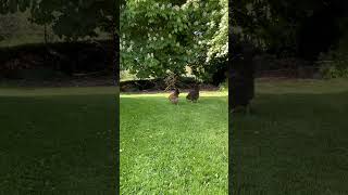 Peaceful green lawn with chickens