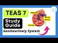 TEAS Science Study Guide: Kidneys!