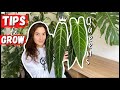 HOW TO GROW QUEEN ANTHURIUM // 5 Useful Tips!