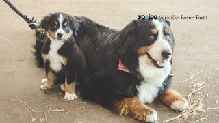 生後2ヶ月のバーニーズ子犬が仲間入り｜ヴェルサイユリゾートファーム