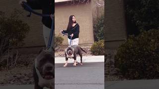 The world most powerful protector pitbull dog ! #shorts #ytshorts #trendingshorts #pitbulldog #dog