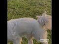 watch our livestock guardians as they prevent problems with a bear and alert to a snake