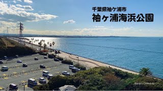 袖ヶ浦海浜公園（千葉県袖ケ浦市）2024年12月16日