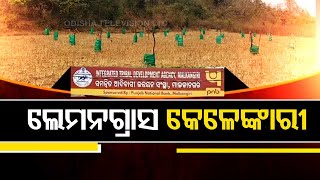 Yojanara Na Hariloot | Locals allege corruption in cultivation of cashew, lemon grass in Malkangiri