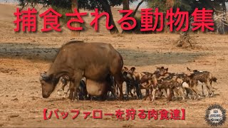 【閲覧注意】バッファローを仕留める肉食動物達