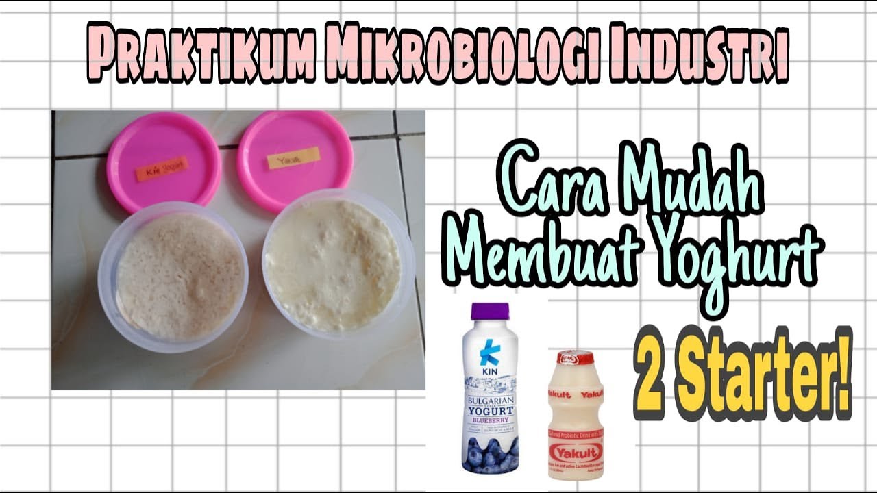 Praktikum Mikrobiologi Industri | Pembuatan Yoghurt Menggunakan Dua ...