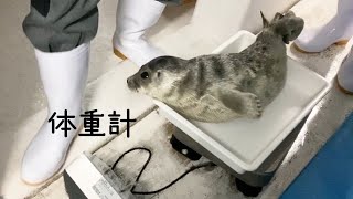 【海遊館】ワモンアザラシのアラレ仔と体重測定②（2021.05.25）