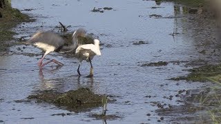 Snowy Egret meets Tricolored Heron