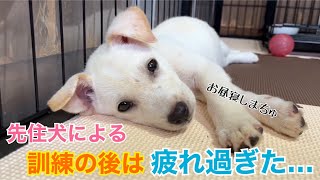 男の子だらけで、先住犬マロもお手上げ⁉︎パパの右腕マロの訓練で、どうなる⁉️