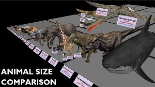 Animal Size Comparison 3d Animation Comparison Real Scale Comparison