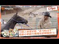 《爸爸当家2》EP6 加长版精华 马立奥篇4 | 马对骆驼缺乏安全感躁动不安，马杨以自身为媒介缓解僵局！ | Daddy at Home S2 | Mango TV