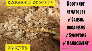 Nematodes (नेमाटोड्स) attack||Root knot nematode- Symptoms\u0026management |Major problem in polyhouse🍀