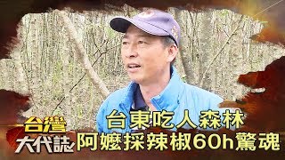 台東吃人森林 阿嬤採辣椒60h詭跡驚魂《台灣大代誌》20181216