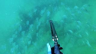 Sanibel Reef Freedive 4k