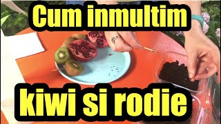 Cum inmultim kiwi si rodie prin seminte #ingrijireaflorilor