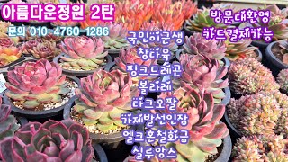 아름다운정원 2탄 국민이군생 창다육 착한가격에 찜하세요(5만원이상 선물증정) ♡뉴진스♡소인제금♡푸시케♡오데뜨 ♡산딸기♡휴레뉴♡핑크드레곤♡스노우바니♡녹수정♡살루♡노마드♡볼라레~~