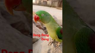 Deng Deng Deng #parrot