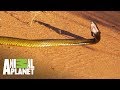 Taipan, la cobra más venenosa de mundo |Wild Frank: Tras la evolución de las especies |Animal Planet