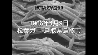 【TBSスパークル】1966年4月9日 松葉ガニ 鳥取県鳥取市 Matsuba Crab Tottori City