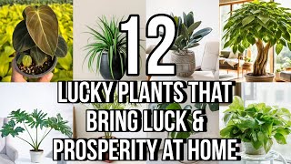 BEST LUCKY RARE PLANTS FOR 2025 | FENG SHUI PLANTS FOR 2025 | LUCKY PLANTS FOR HOME \u0026 WORK