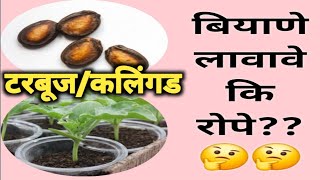 टरबूज /कलिंगड लागवड करताना बी लावावे की रोप?? watermelon Sowing