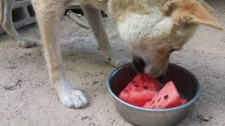 山陰柴犬ユズ、大栄スイカの食べ納め