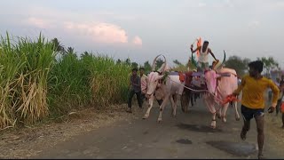 ಜಮಖಂಡಿ ಬುಲ್ಸ್ ಮತ್ತು ಕೊನೊರು ಬುಲ್ಸ್||UK TERABANDI BULLS