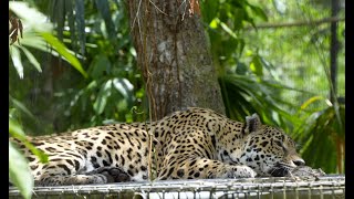 Belize Zoo Jaguar Education