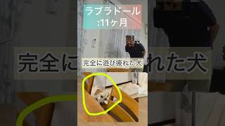 遊び疲れた犬🐶#ラブラドールレトリバー#dog #かわいい犬#いぬのいる生活 #日常