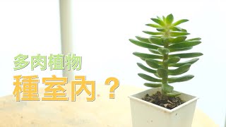 【多肉新手必看】多肉植物可以種在室內嗎？直接拍給你看【威霖TV】Can succulents be grown indoors?