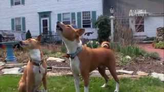 Dogs 101 - Basenji